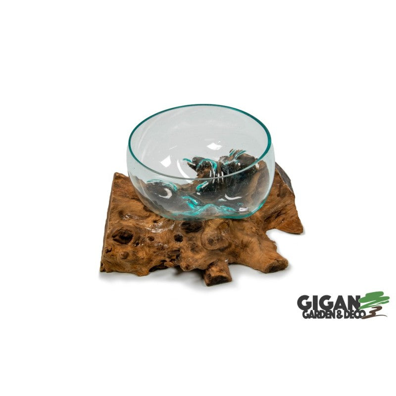 Coupe sur racine de gamal 25cm