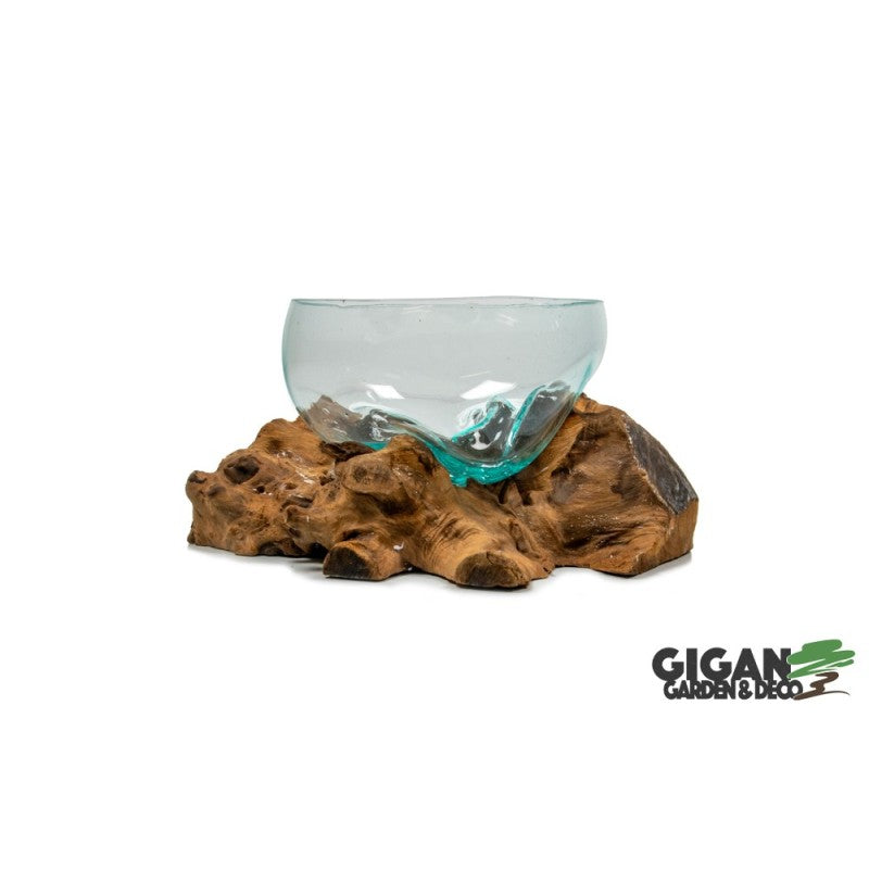 Coupe sur racine de gamal 25cm
